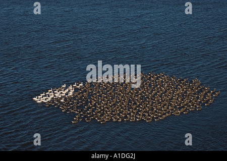 Maggiore con la facciata bianca oche Anser albifrons e le oche delle nevi Chen caerulescens greggi vicino al fiume Colville delta Arctic Alaska Foto Stock