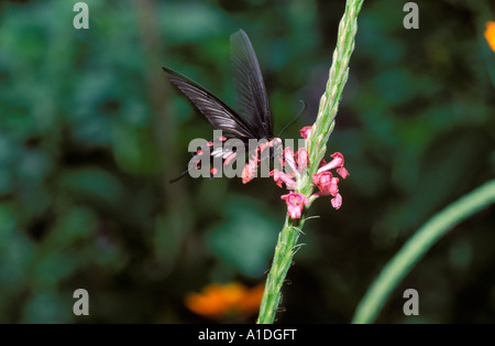 Comune di Rose (Atrophaneura aristolochiae), Malaysia Foto Stock
