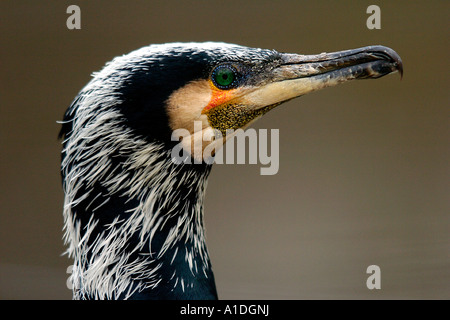 Cormorano (Phalacrocorax carbo) Foto Stock