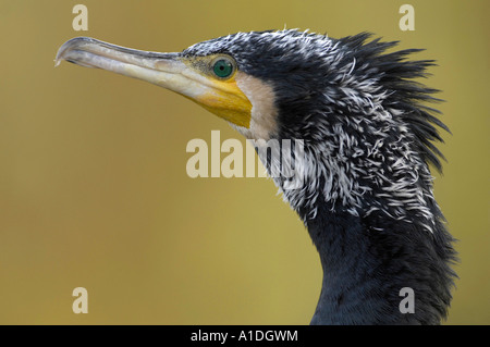 Cormorano (Phalacrocorax carbo) Foto Stock