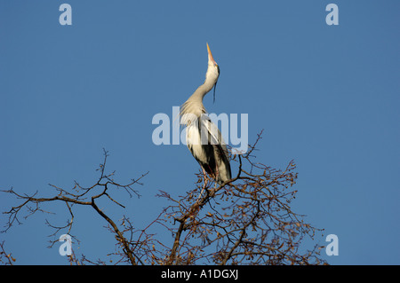 Airone cinerino (Ardea cinerea) seduto su albero Foto Stock