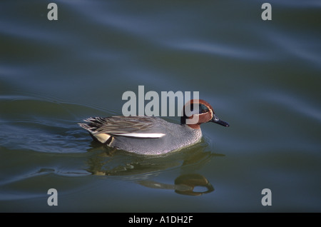 Verde-winged Teal, Anas crecca. Piscina maschio su stagno Foto Stock