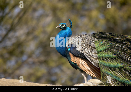 Peacock al Parco Zoologico Woodland Seattle Washington STATI UNITI D'AMERICA Foto Stock