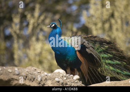 Peacock al Parco Zoologico Woodland Seattle Washington STATI UNITI D'AMERICA Foto Stock