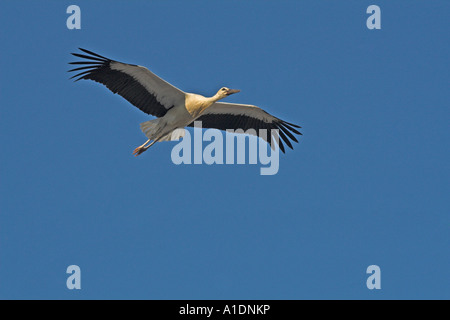 Una cicogna dalla famiglia Ciconiidae vola dal suo nido nel villaggio di Dobrinishte in Bulgaria Foto Stock