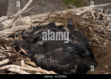 Comune di Corvo imperiale Corvus corax pulcini nel loro nido a nord di Città del Capo Thompson Alaska Maritime National Wildlife Refuge Alaska Foto Stock