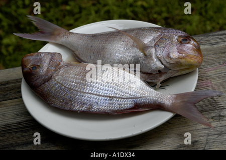 Due orata orata su una piastra. Foto Stock