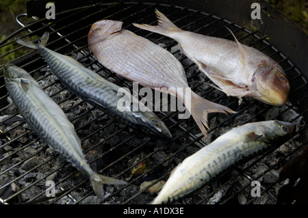 Due testa dorato orata e tre sgombro sul barbecue Foto Stock