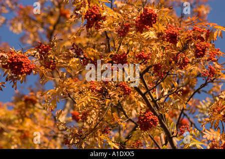 Vivaci gruppi rossi di un albero di Rowan Ash Berry Sorbus aucuparia con fogliame giallo autunnale sotto un cielo azzurro. Foto Stock