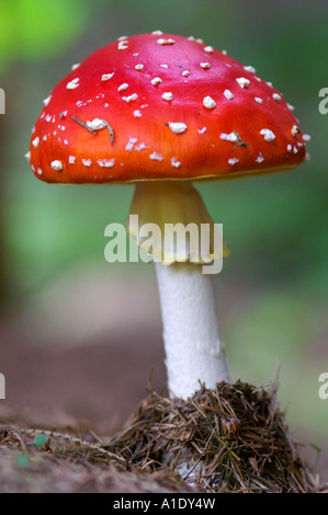 Amanita muscaria fungo giovani, cappuccio rosso puntini bianchi, dettaglio closeup Foto Stock