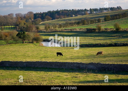 Le mucche pascolano dal Fiume Windrush Swinbrook Cotswolds Oxfordshire UK Foto Stock