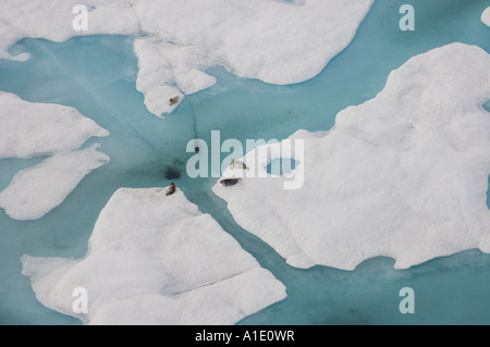Foche ad anello hispida Phoca su ghiaccio multistrato con foro di uscita sotto il mare dei Chukchi oceanici Foto Stock