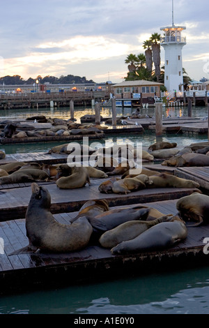 Californian leoni di mare il resto su zattere galleggianti al Molo 39 San Francisco Stati Uniti d'America Foto Stock