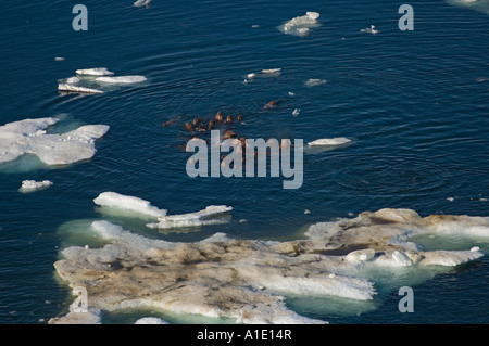 Mandria di walrus Odobenus rosmarus che nuota intorno a pezzi di ghiaccio durante la rottura primaverile del Mare Chukchi in Alaska Foto Stock