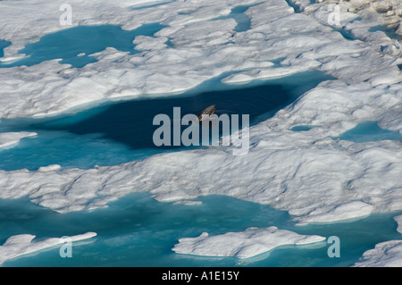 La balena grigia Eschrichtius robustus si prepara per una boccata d'aria dal ghiaccio multistrato del Mar dei Chukchi dell'Alaska artica Foto Stock