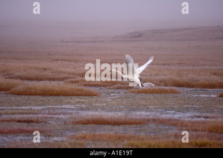 Trombettiere cigno Cygnus buccinator in volo sulla pianura costiera del 1002 dell'Arctic National Wildlife Refuge Alaska Foto Stock