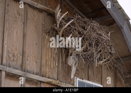 Comune di Corvo imperiale Corvus corax nido su un cranio di alci Happy Valley versante nord del Brooks Range Arctic Alaska Foto Stock