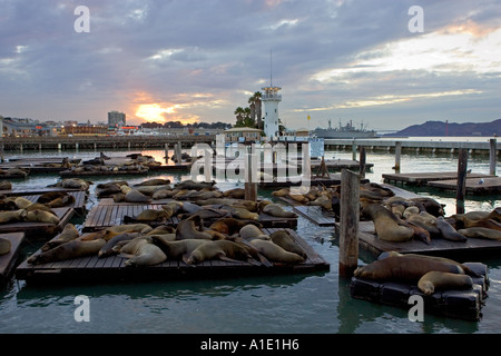 California i leoni di mare il resto su zattere galleggianti al Molo 39 San Francisco Stati Uniti d'America Foto Stock