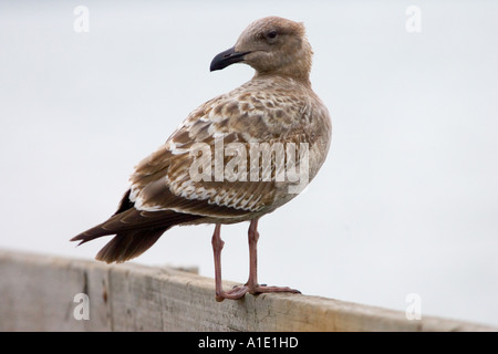 Aringhe giovani Gull dalla baia di San Francisco in California negli Stati Uniti d'America Foto Stock