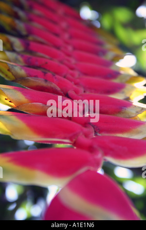 Fiore Heliconia Bali Indonesia Foto Stock