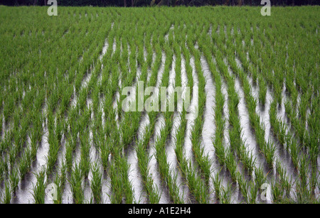 Le risaie Bali Indonesia Foto Stock