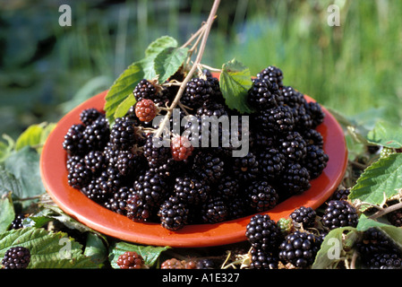 Appena raccolto more in rosso la ciotola in campagna kent Foto Stock