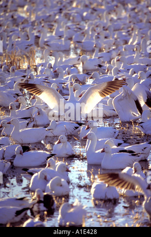 Oche delle nevi Foto Stock