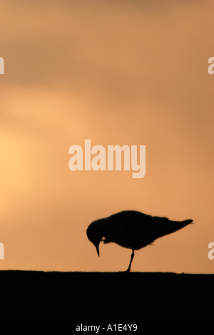 A TESTA NERA GULL Larus ridibundus appollaiato su un tetto stagliano contro un arancione tramonto Foto Stock