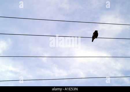 Un solitario uccello da sola seduta su linee elettriche oltre il cielo blu, come nota musicale Foto Stock