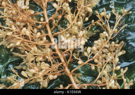 Gulfweed, alghe, alghe di inganno (Sargassum muticum), il dettaglio di un singolo impianto Foto Stock