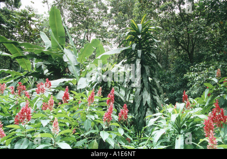 Il brasiliano mantello rosso, rosso Justicia pennacchio brasiliana, Amazon torcia (Megaskepasma erythrochlamys), nella foresta pluviale tropicale, Costa Foto Stock