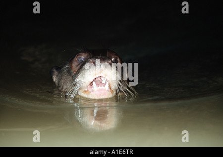 Lontra gigante (Pteronura brasiliensis), anteriore viwe, nuoto, Brasile, Pantanal, Mato Grosso Foto Stock