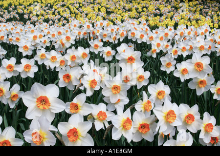 Daffodill (Narcissus spec.), in giardino, la Germania, l'isola di Mainau, Costanza Foto Stock