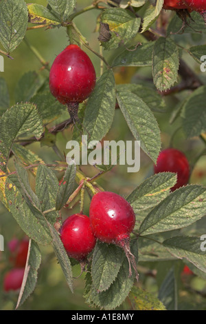 Roverella rosa (Rosa villosa), frutta Foto Stock