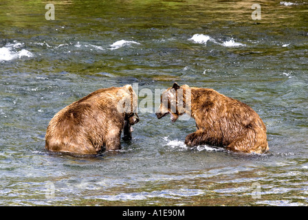 Kodiak Bear (Ursus arctos middendorfi, Ursus arctos middendorffi), combattendo Kodiak orsi, STATI UNITI D'AMERICA, Alaska Katmai NP Foto Stock