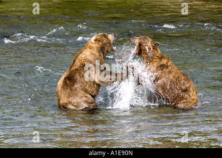 Kodiak Bear (Ursus arctos middendorfi, Ursus arctos middendorffi), combattendo Kodiak orsi, STATI UNITI D'AMERICA, Alaska Katmai NP Foto Stock