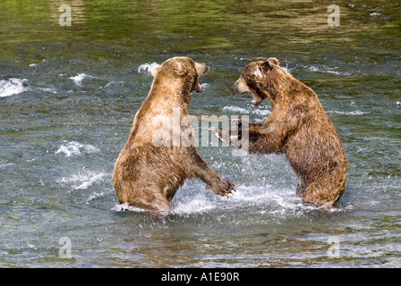 Kodiak Bear (Ursus arctos middendorfi, Ursus arctos middendorffi), combattendo Kodiak orsi, STATI UNITI D'AMERICA, Alaska Katmai NP Foto Stock