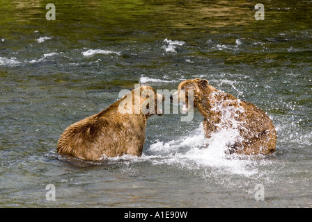 Kodiak Bear (Ursus arctos middendorfi, Ursus arctos middendorffi), combattendo Kodiak orsi, STATI UNITI D'AMERICA, Alaska Katmai NP Foto Stock