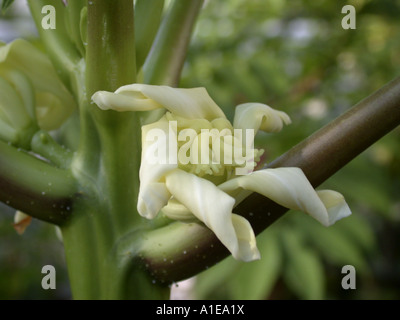 Papaia, papaw, paw paw, mamao, albero melone (Carica papaya), fiore femmina Foto Stock