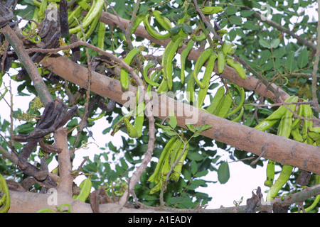 Il carrubo, San Giovanni pane (Ceratonia siliqua), frutta, Spagna Foto Stock