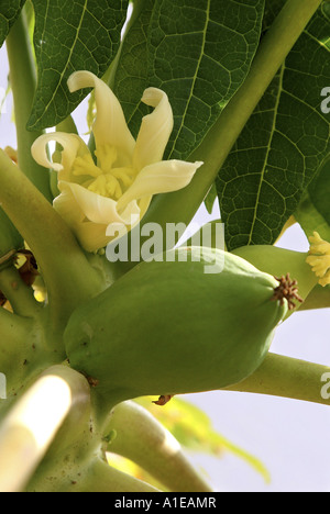 Papaia, papaw, paw paw, mamao, albero melone (Carica papaya), fiore femmina con frutta Foto Stock