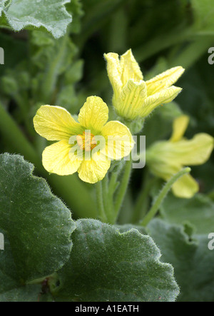 Schizzo cetriolo, Wild Squirting Cetrioli (Ecballium elaterium), fioritura Foto Stock