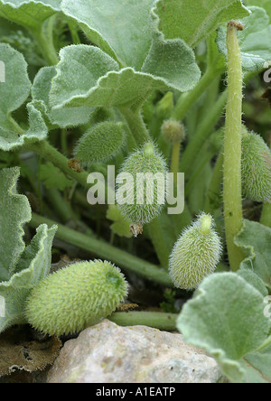 Schizzo cetriolo, Wild Squirting Cetrioli (Ecballium elaterium), frutta Foto Stock