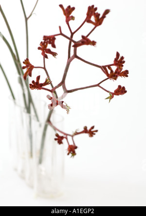 Kangaroo paw fiori Foto Stock