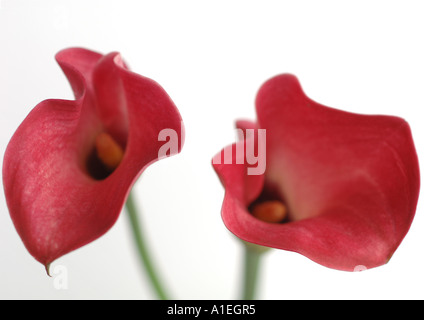 Calla lillies Foto Stock