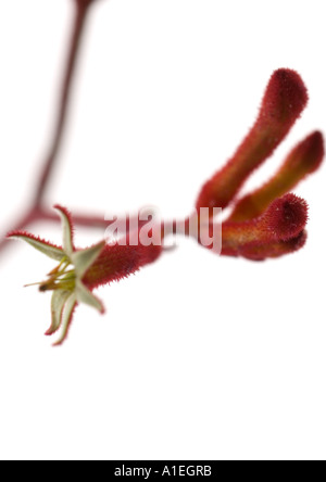 Kangaroo paw fiori Foto Stock