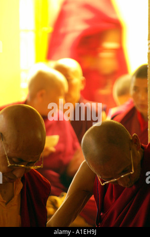 I monaci nel monastero Namgyal libro lettura durante la preghiera, McLeod Ganj Foto Stock