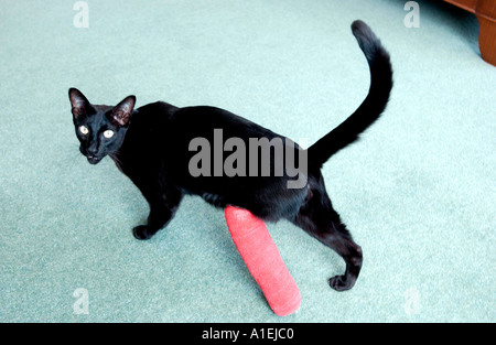 Sfortunato gatto nero con gamba ferita in rosso calco in gesso Foto Stock
