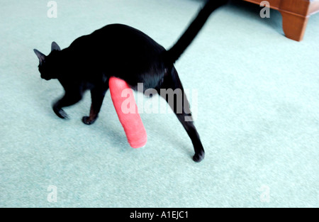 Sfortunato gatto nero con gamba ferita in rosso calco in gesso, salto lungo, ancora agile e determinata per essere indipendenti. Foto Stock