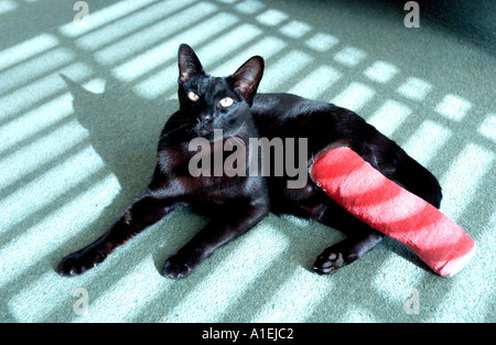 Sfortunato gatto nero con gamba ferita in rosso calco in gesso, sdraiato. Foto Stock